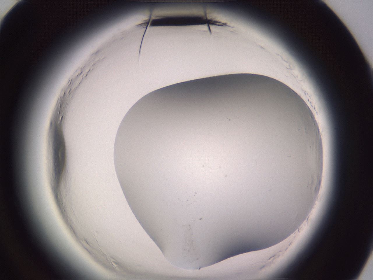 folderID607_plateID2607_batchID14856_wellNum84_profileID1_d3_r204741_ef.jpg
