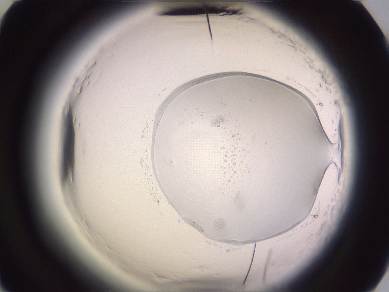 folderID608_plateID2608_batchID13083_wellNum63_profileID1_d2_r204965_ef.jpg