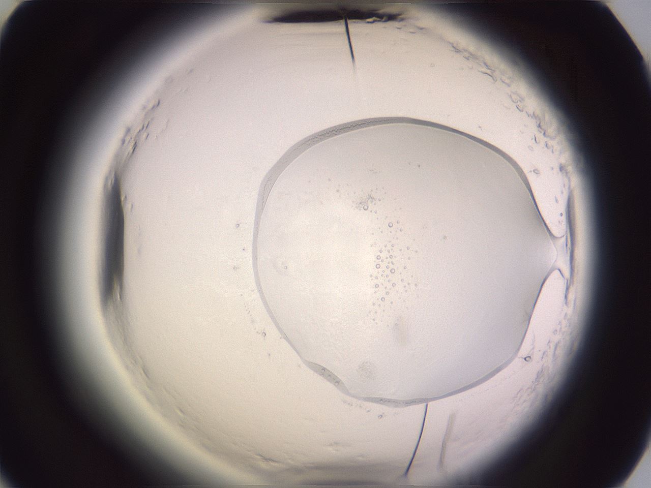 folderID608_plateID2608_batchID15115_wellNum63_profileID1_d2_r204965_ef.jpg