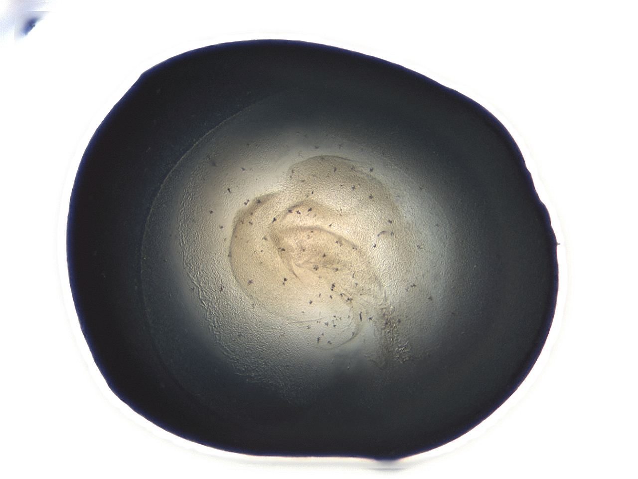 04m4_B11_ImagerDefaults_3.jpg