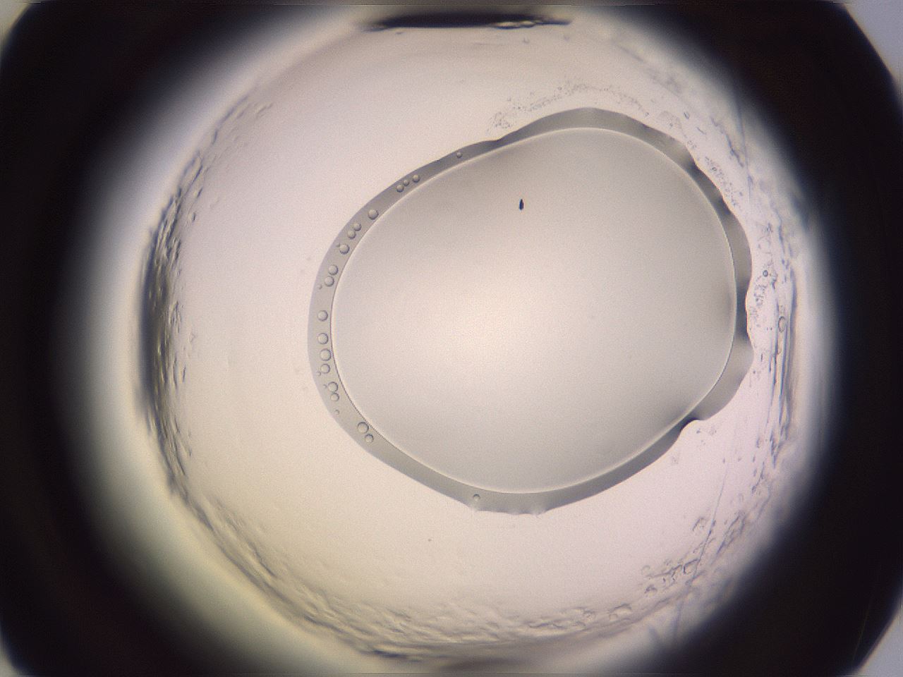 folderID612_plateID2612_batchID14862_wellNum49_profileID1_d2_r205787_ef.jpg
