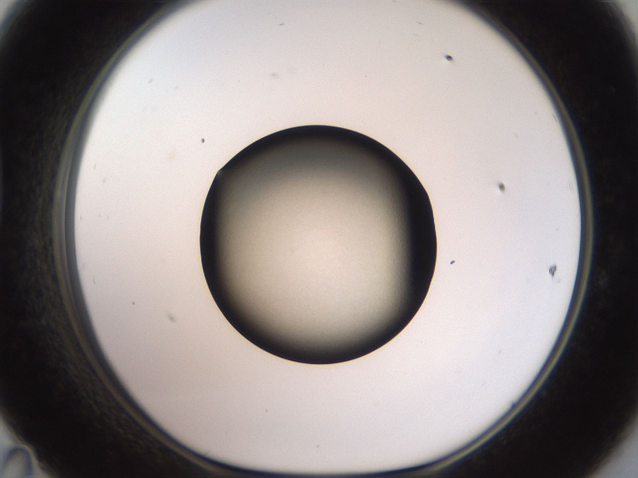 folderID604_plateID3604_batchID21730_wellNum47_profileID1_d1_r321839_ef.jpg