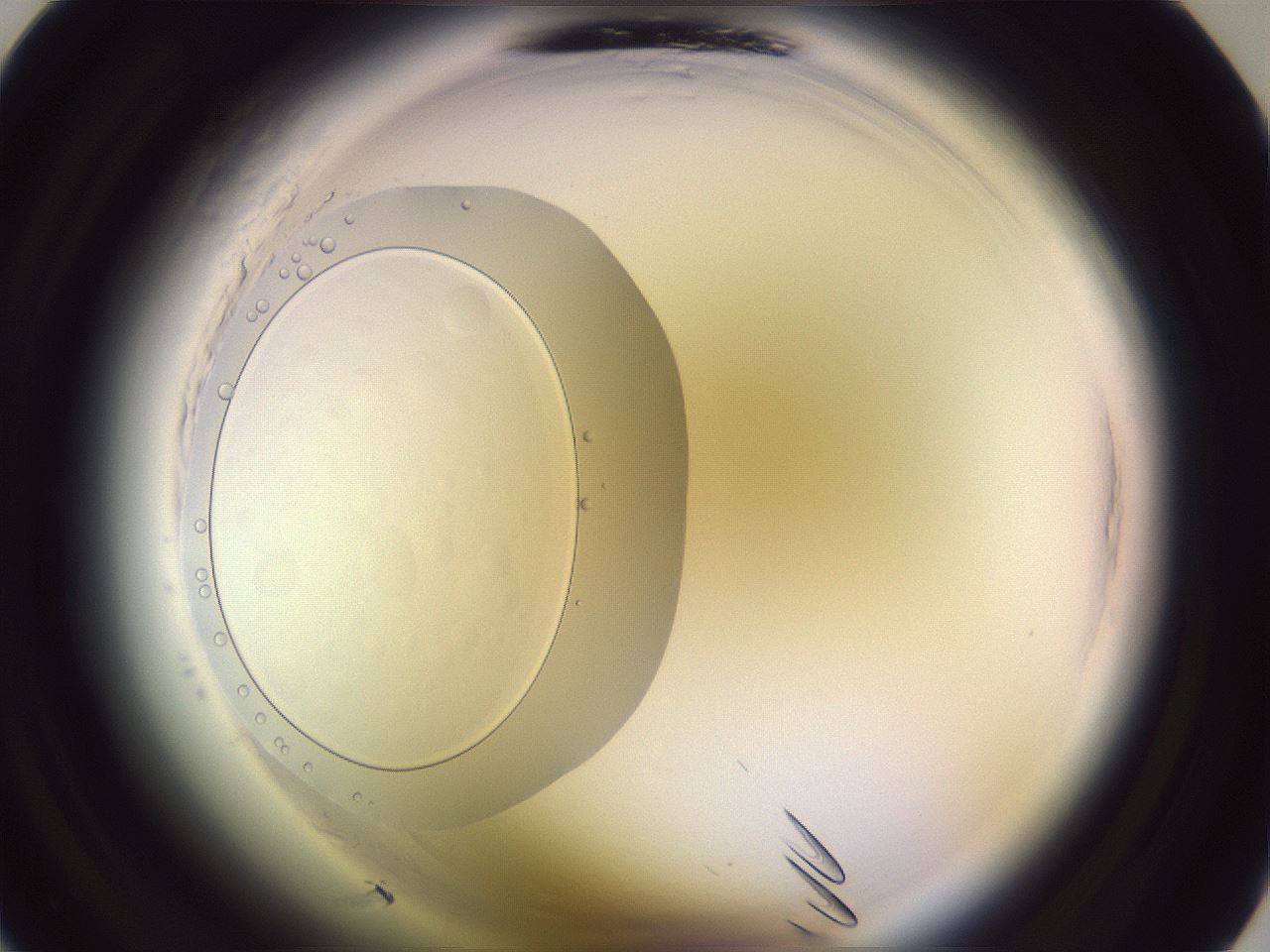 folderID612_plateID2612_batchID14862_wellNum8_profileID1_d1_r205663_ef.jpg