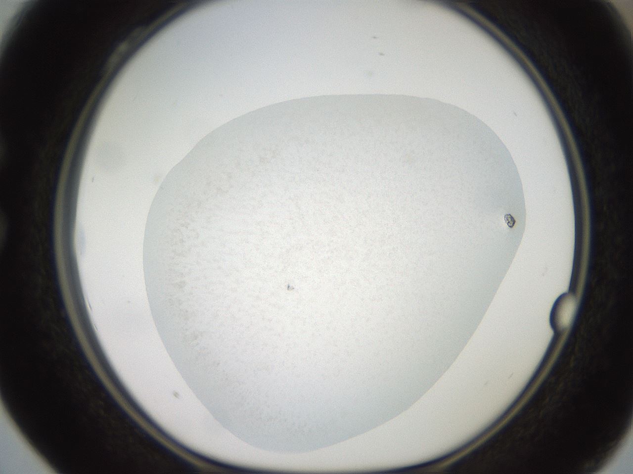 folderID618_plateID1618_batchID6820_wellNum28_profileID1_d1_r107630_ef.jpg