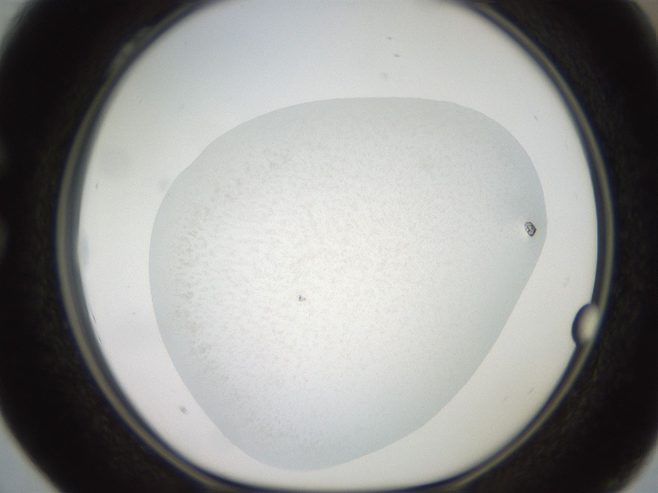 folderID618_plateID1618_batchID6898_wellNum28_profileID1_d1_r107630_ef.jpg