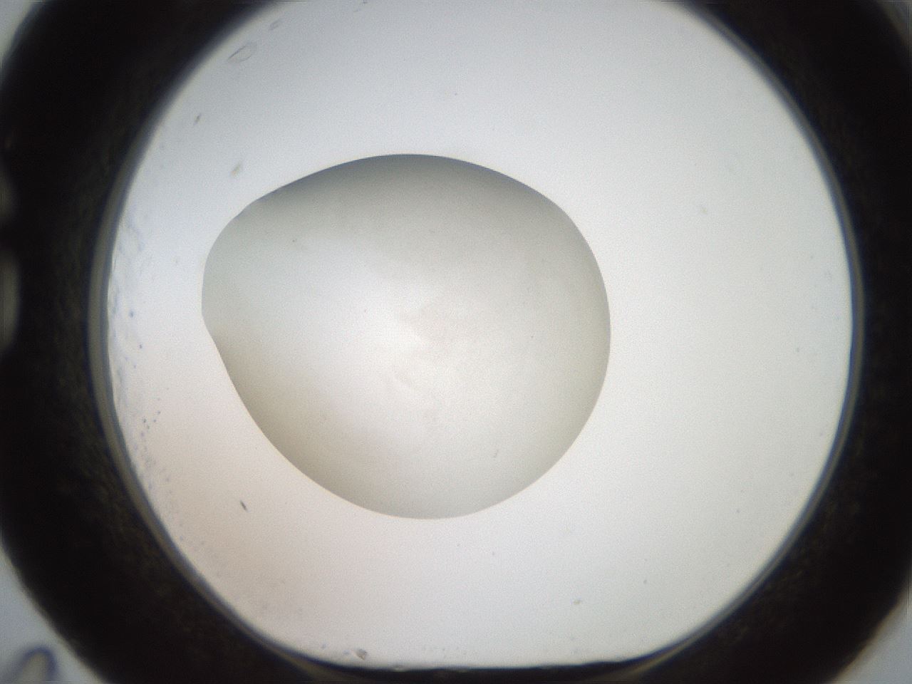folderID620_plateID1620_batchID6900_wellNum83_profileID1_d1_r108124_ef.jpg