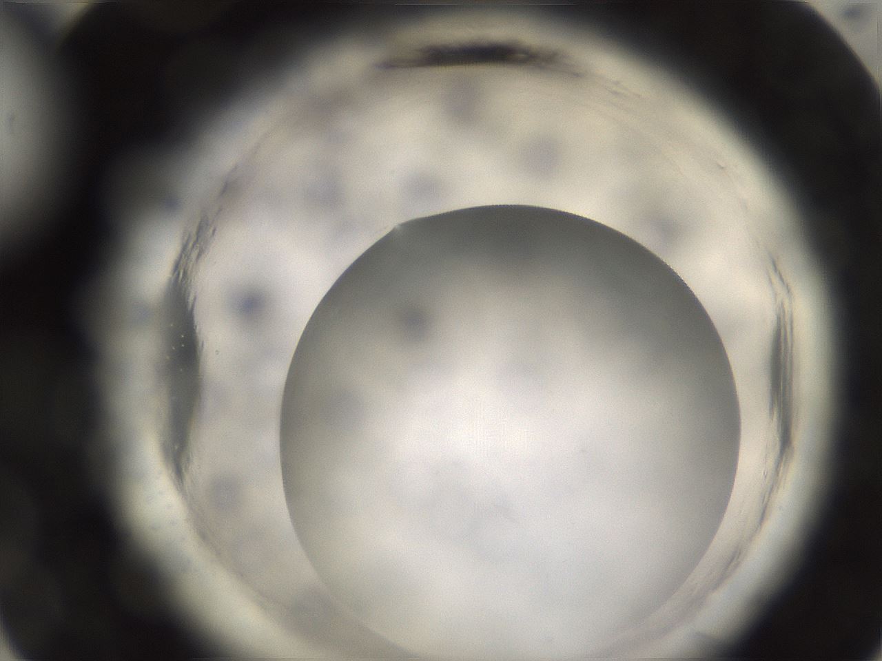 folderID637_plateID2637_batchID15326_wellNum24_profileID1_d3_r213974_ef.jpg