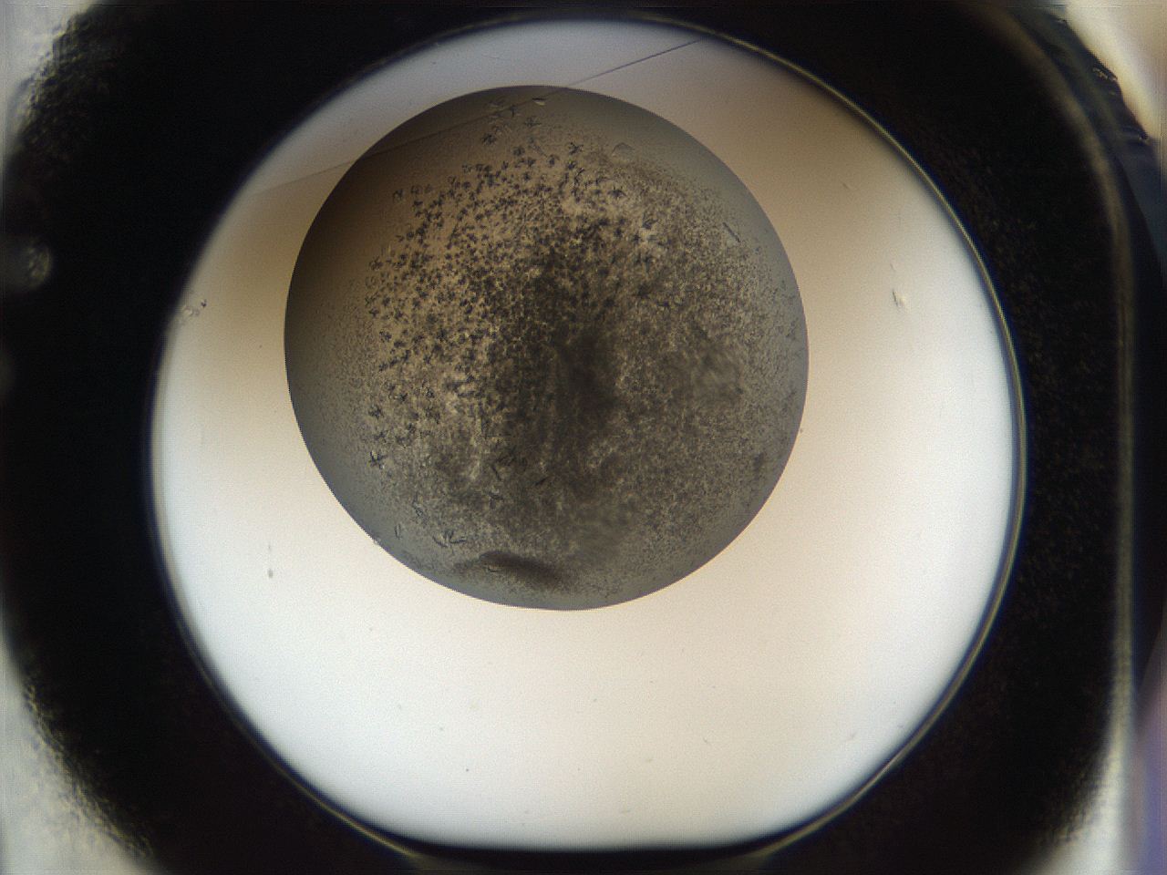 04m5_F1_ImagerDefaults_6.jpg
