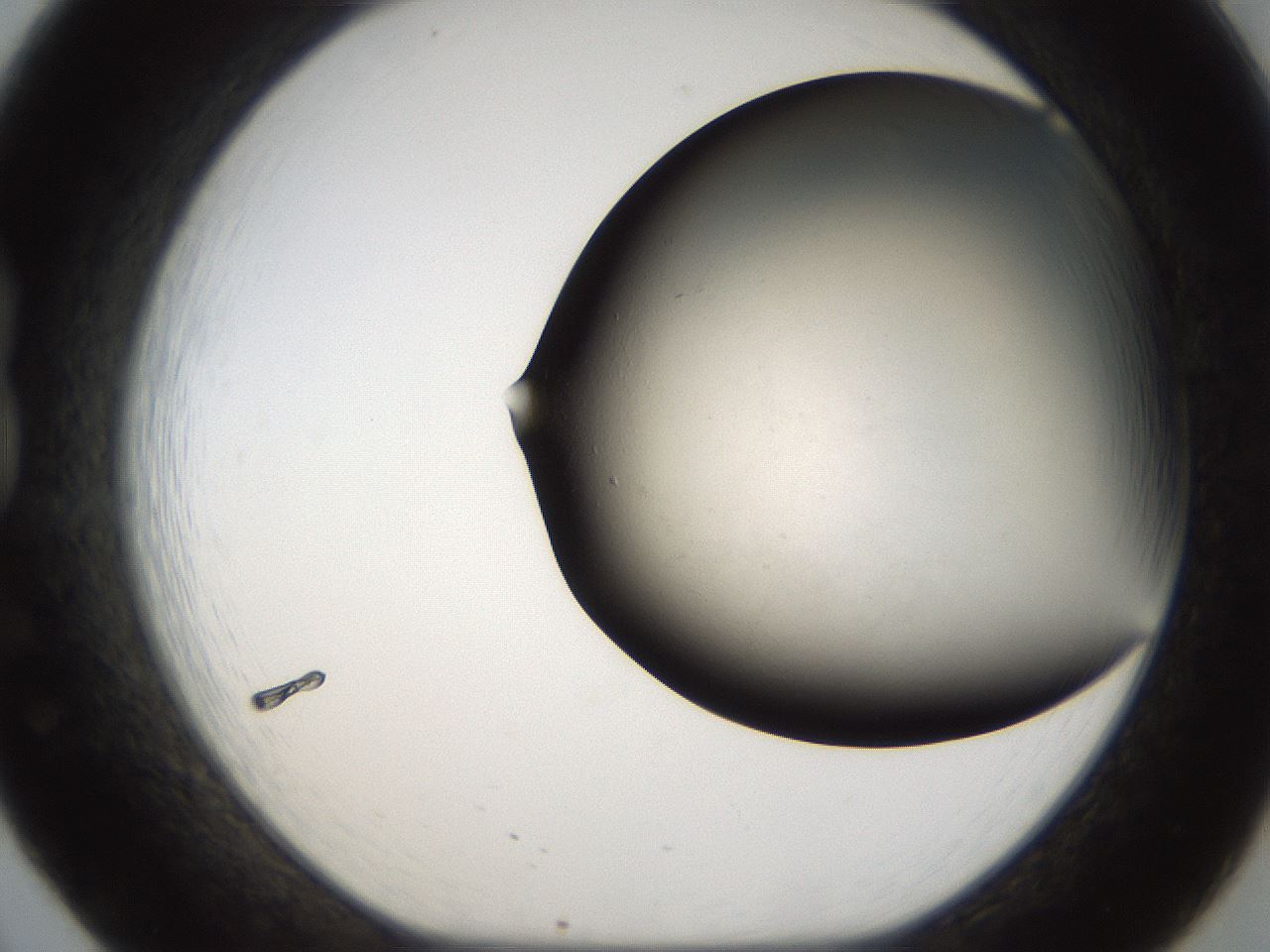 folderID63_plateID1063_batchID2465_wellNum20_profileID1_d1_r54363_ef.jpg