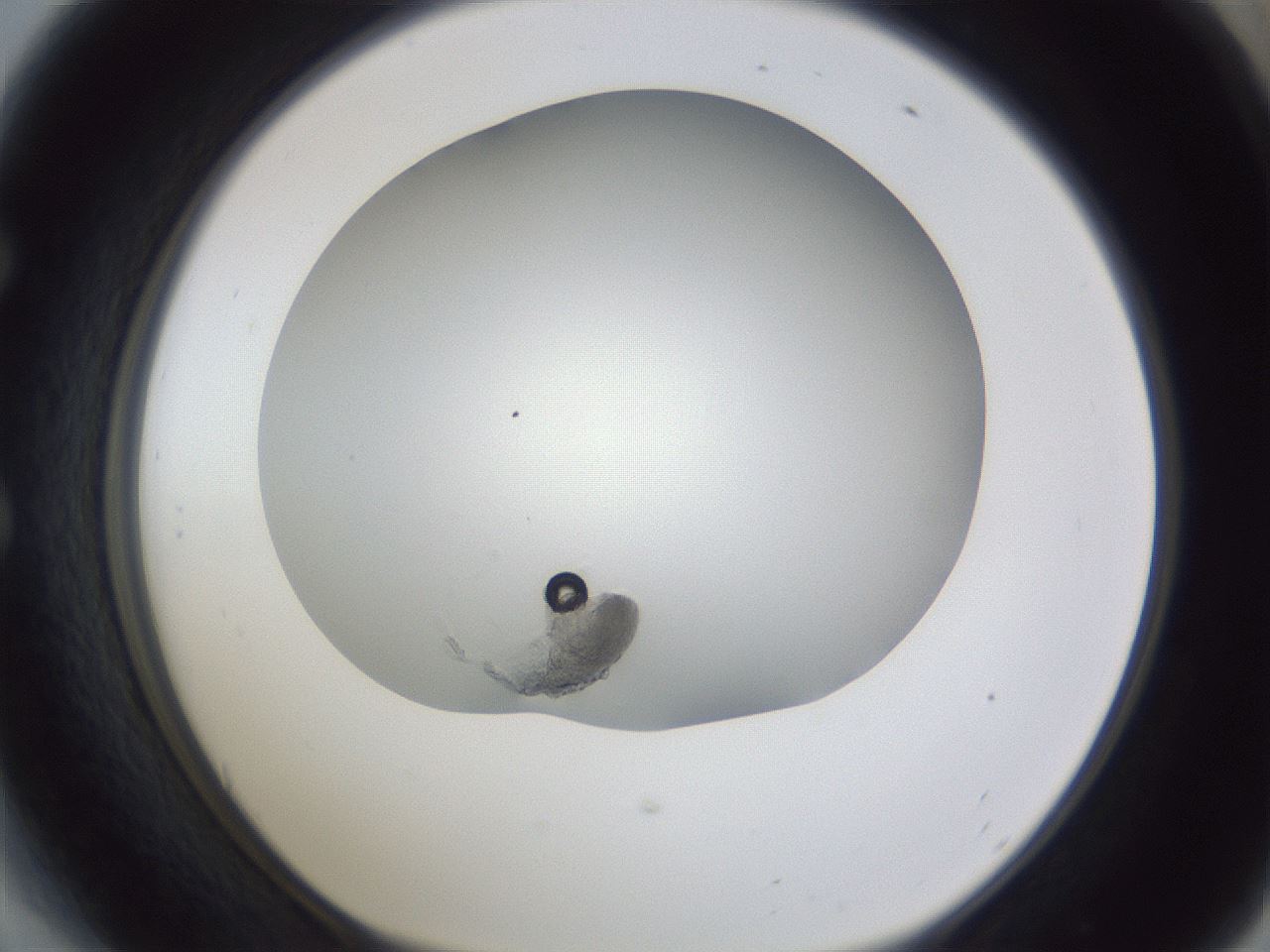 folderID641_plateID1641_batchID6774_wellNum54_profileID1_d1_r110066_ef.jpg