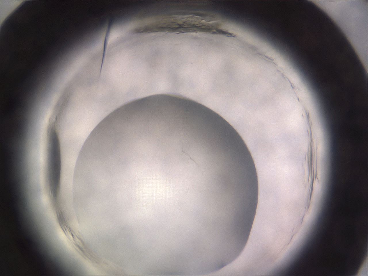 folderID640_plateID2640_batchID13249_wellNum84_profileID1_d1_r214728_ef.jpg