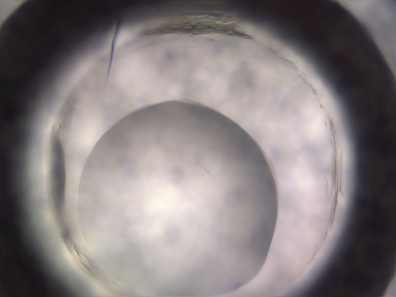 folderID640_plateID2640_batchID13323_wellNum84_profileID1_d1_r214728_ef.jpg