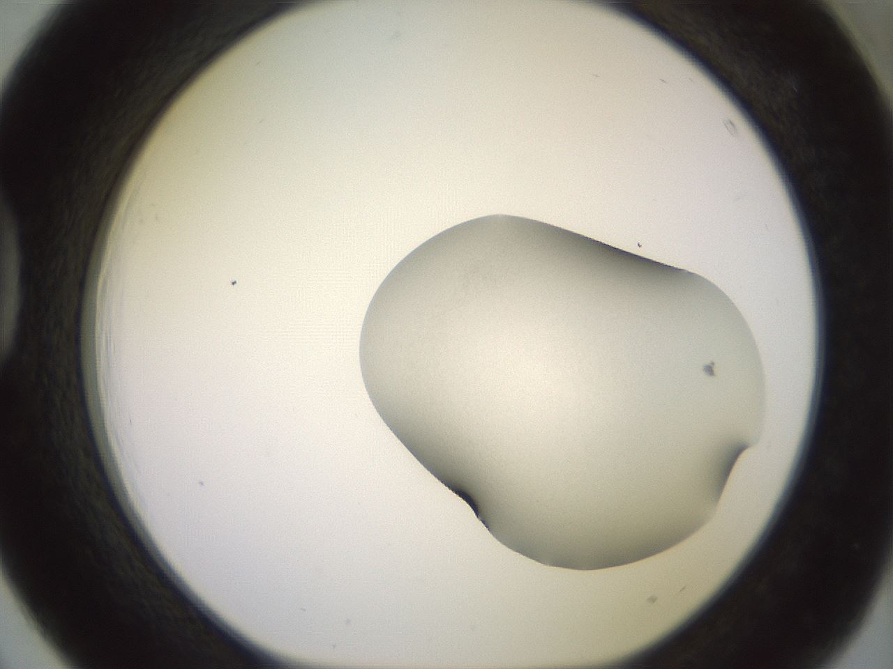 folderID646_plateID3646_batchID21898_wellNum39_profileID1_d1_r323965_ef.jpg