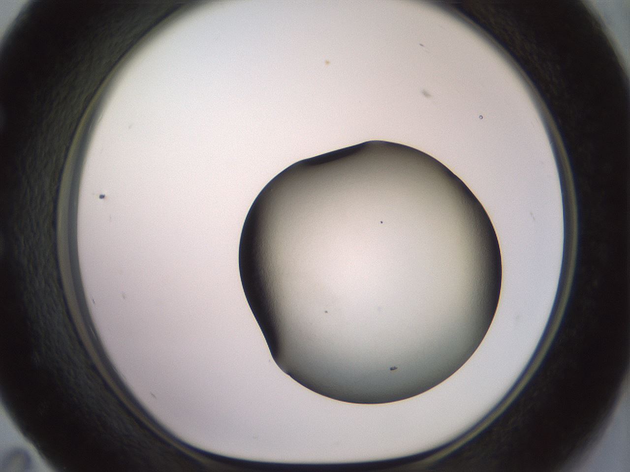 folderID646_plateID3646_batchID22105_wellNum59_profileID1_d1_r324005_ef.jpg