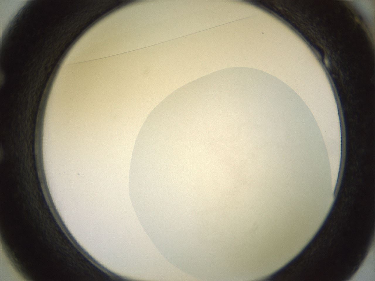 folderID646_plateID3646_batchID22348_wellNum49_profileID1_d1_r323985_ef.jpg