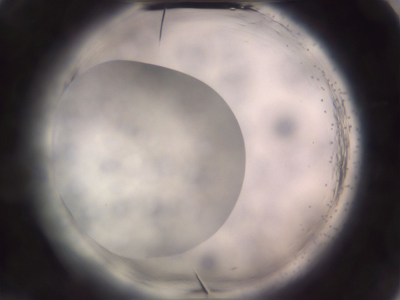 folderID647_plateID2647_batchID13319_wellNum25_profileID1_d2_r213688_ef.jpg