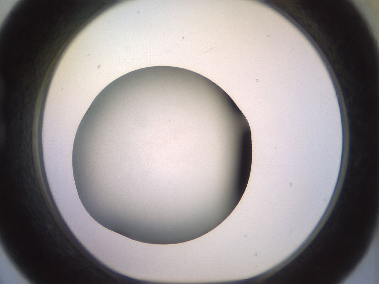 folderID649_plateID3649_batchID22077_wellNum21_profileID1_d1_r327385_ef.jpg