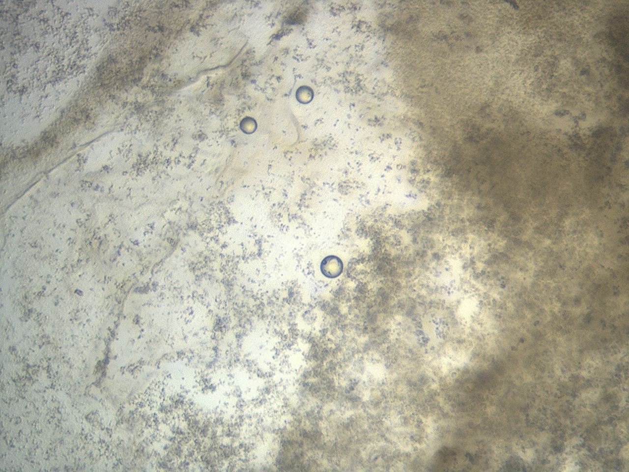 04n9_A10_ImagerDefaults_8.jpg