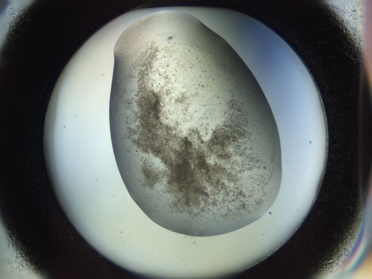 04n9_C9_ImagerDefaults_7.jpg