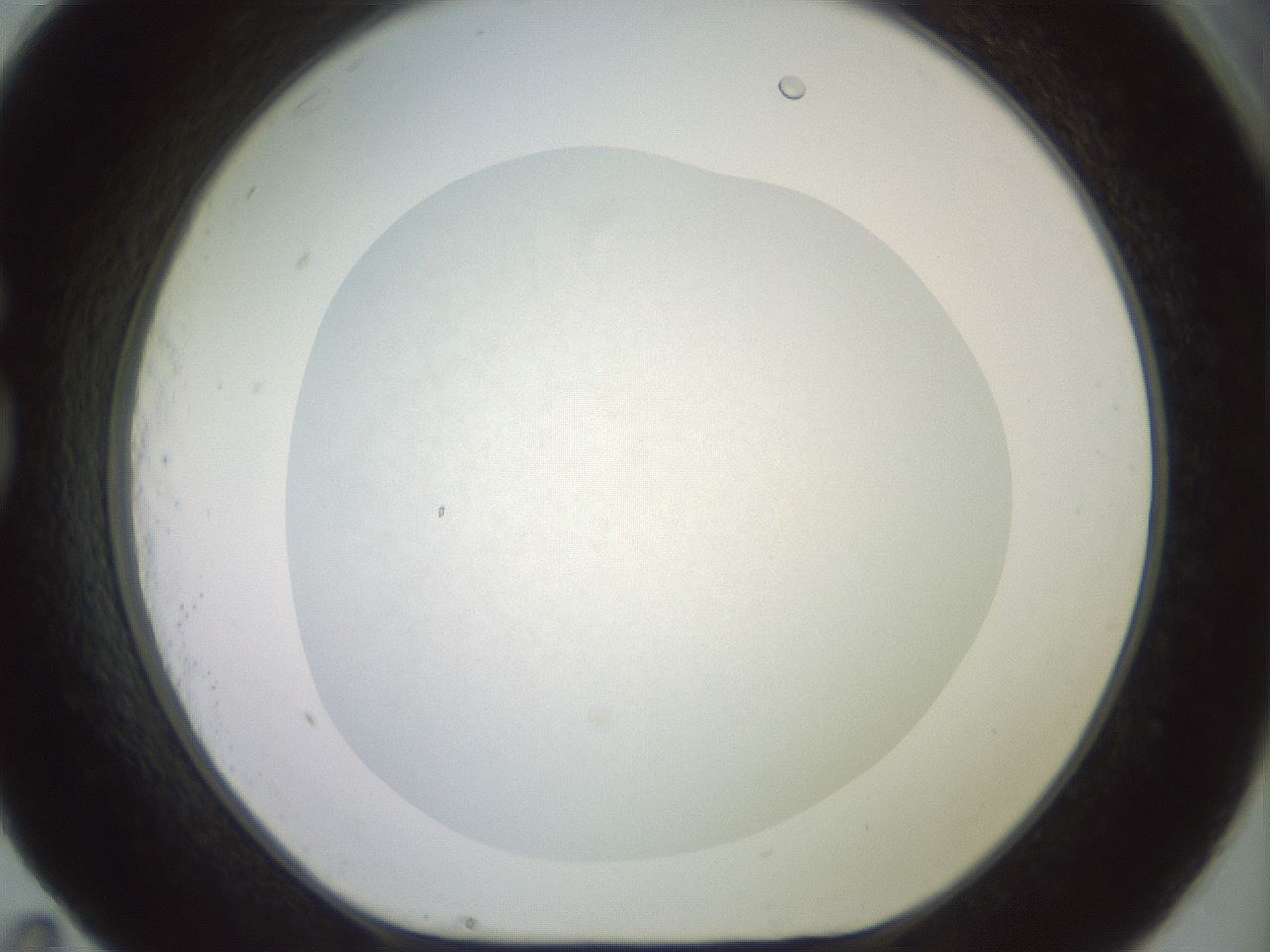 folderID651_plateID3651_batchID21982_wellNum83_profileID1_d1_r327893_ef.jpg