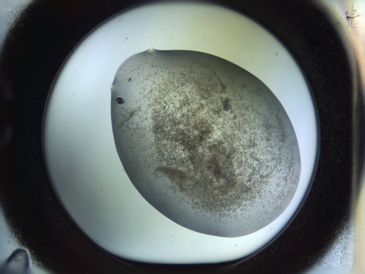 04n9_C11_ImagerDefaults_8.jpg