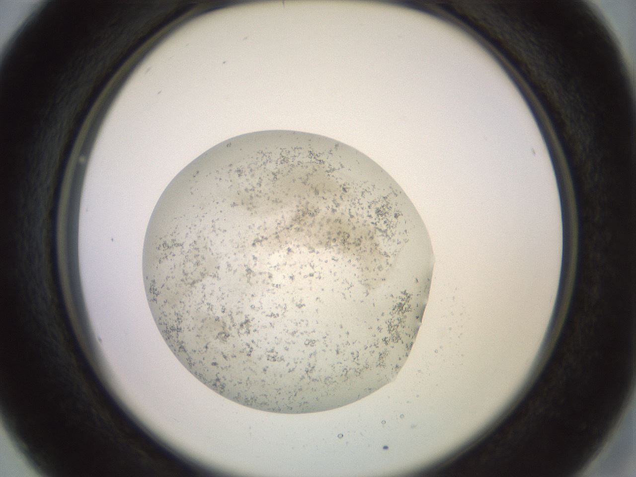 folderID651_plateID3651_batchID22214_wellNum16_profileID1_d2_r327760_ef.jpg