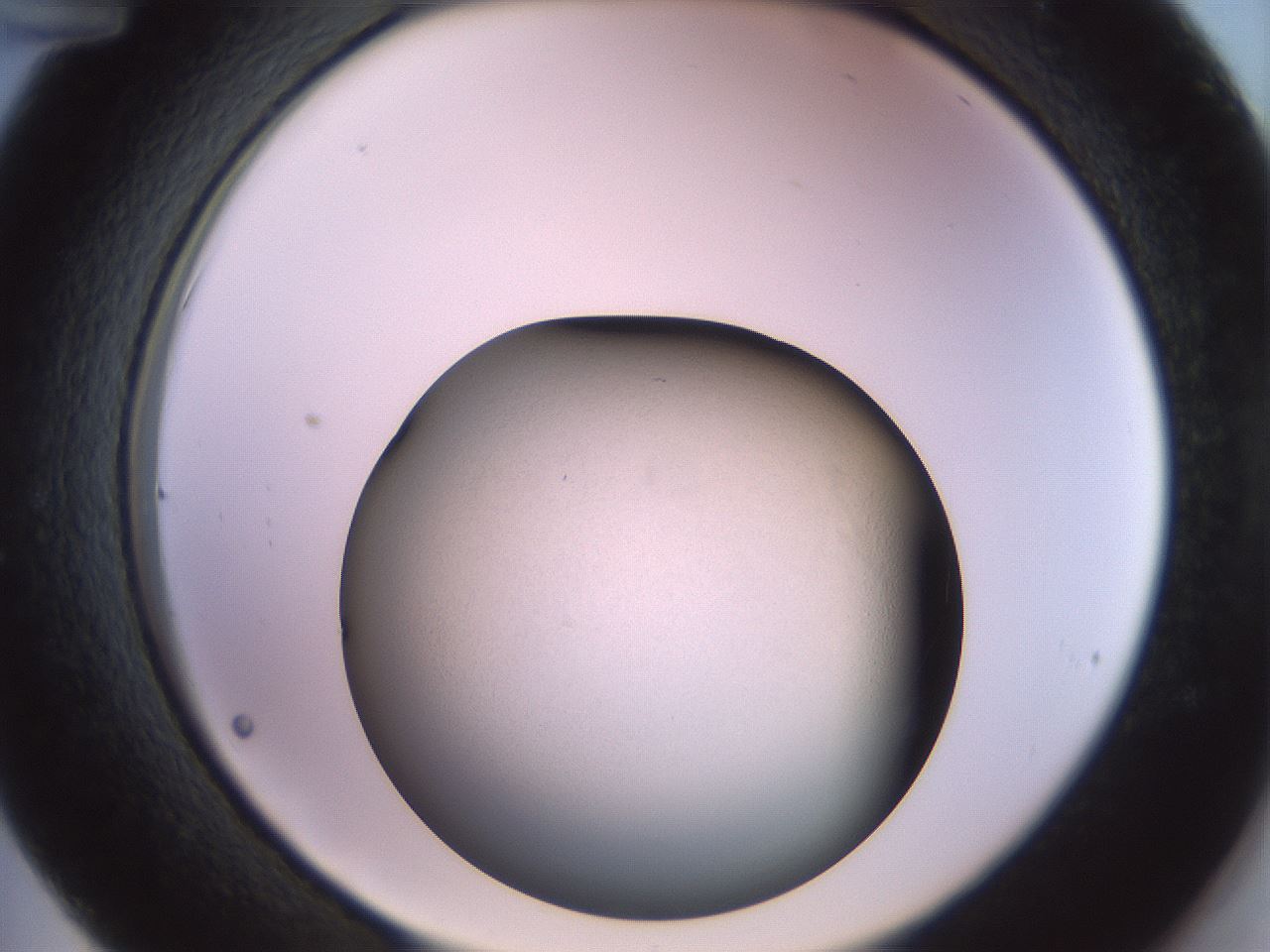 folderID654_plateID3654_batchID22218_wellNum36_profileID1_d2_r327992_ef.jpg