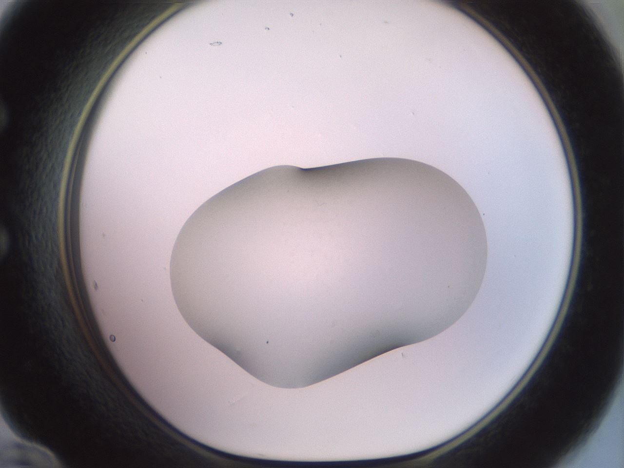 folderID655_plateID3655_batchID22096_wellNum60_profileID1_d1_r328231_ef.jpg