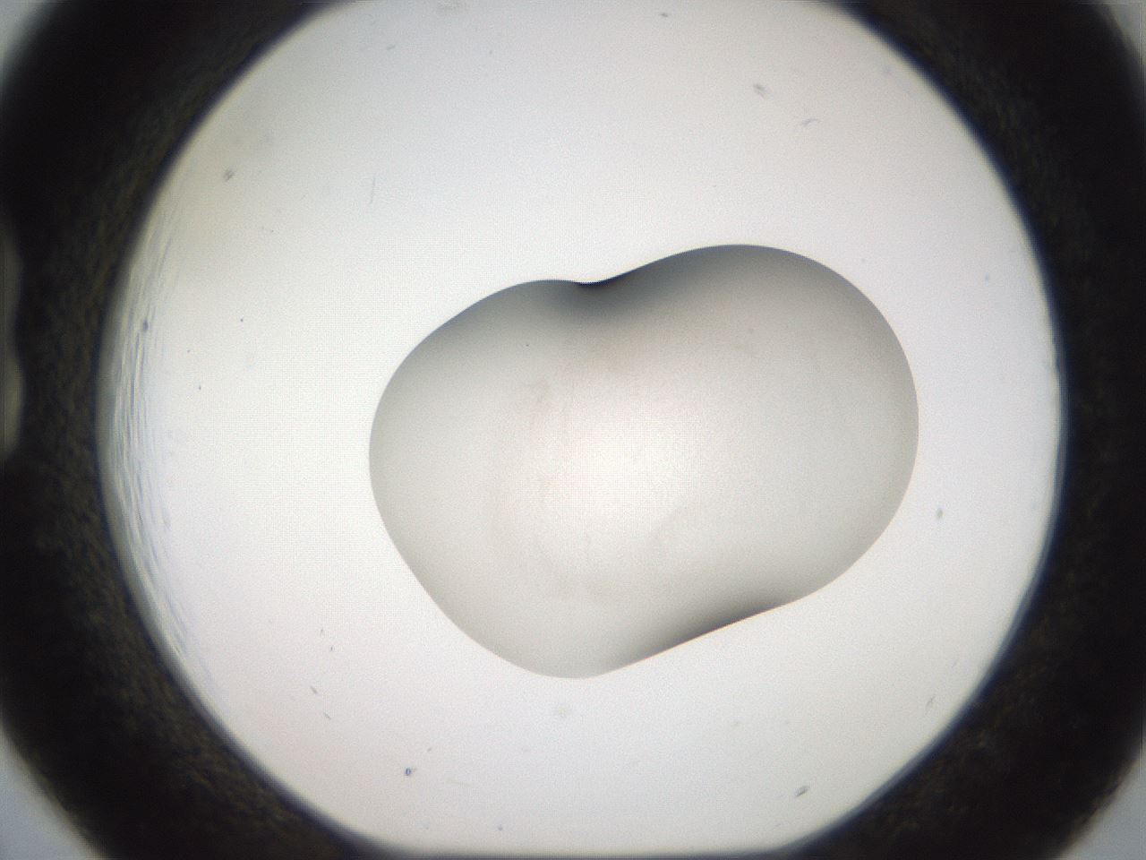 folderID657_plateID3657_batchID22022_wellNum18_profileID1_d1_r326995_ef.jpg