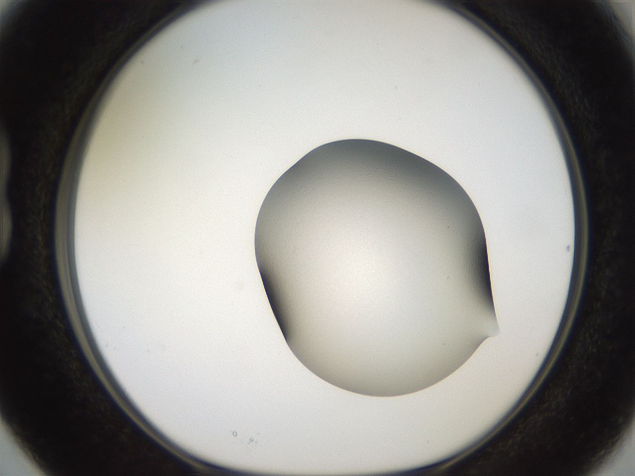 folderID658_plateID3658_batchID22431_wellNum15_profileID1_d1_r328717_ef.jpg