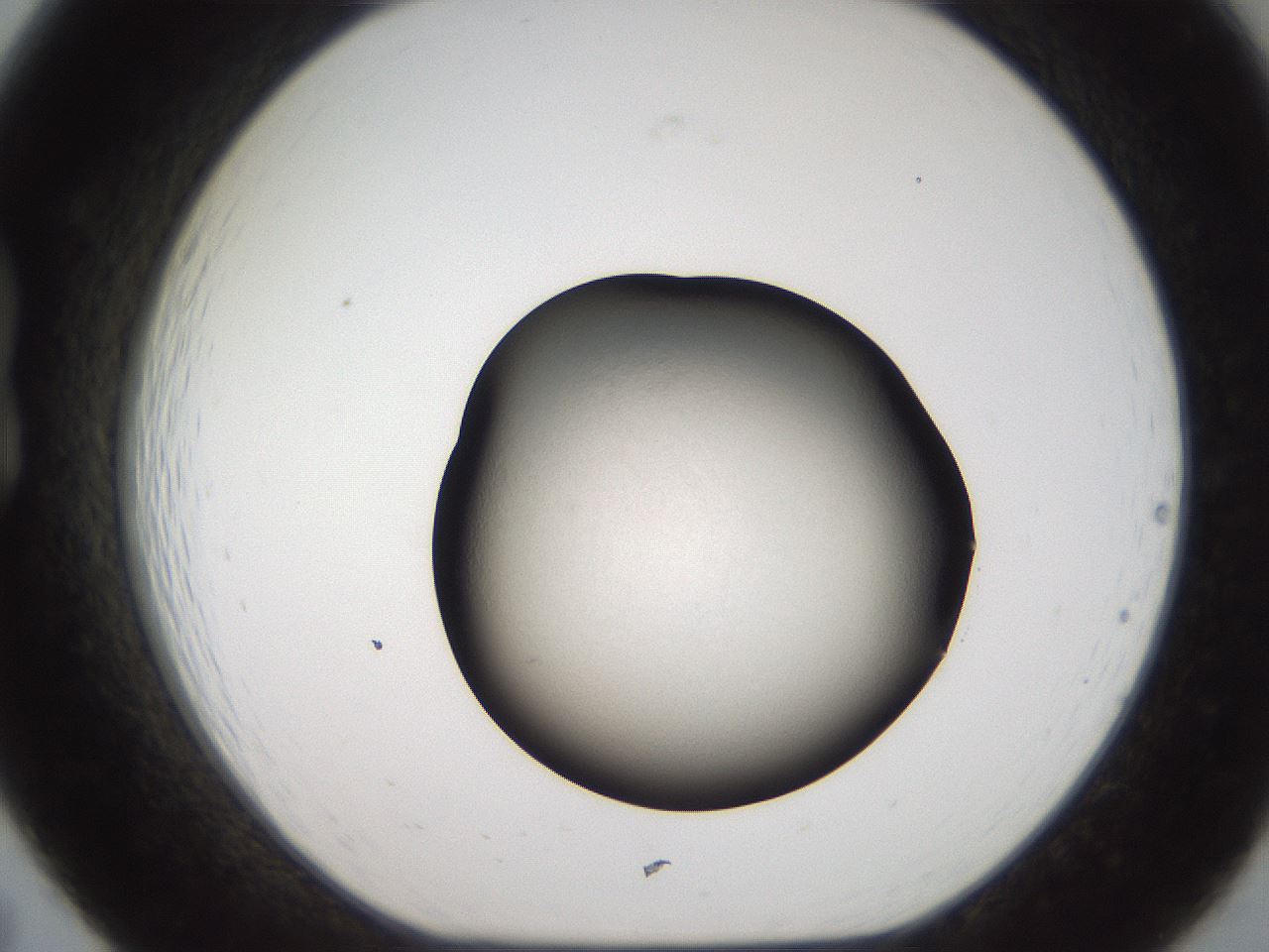 folderID660_plateID3660_batchID22443_wellNum19_profileID1_d1_r330261_ef.jpg