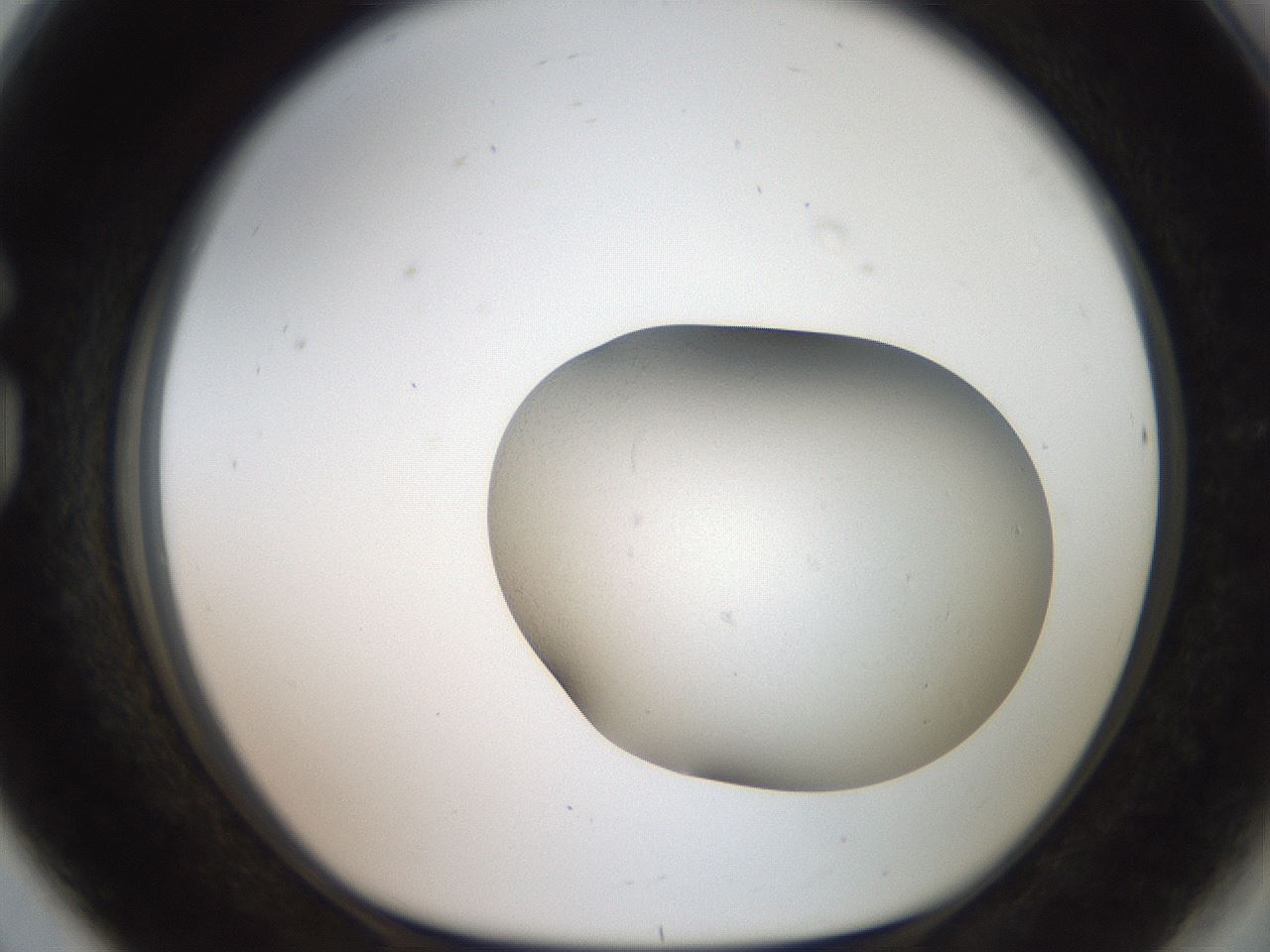 folderID661_plateID3661_batchID22216_wellNum80_profileID1_d1_r329039_ef.jpg