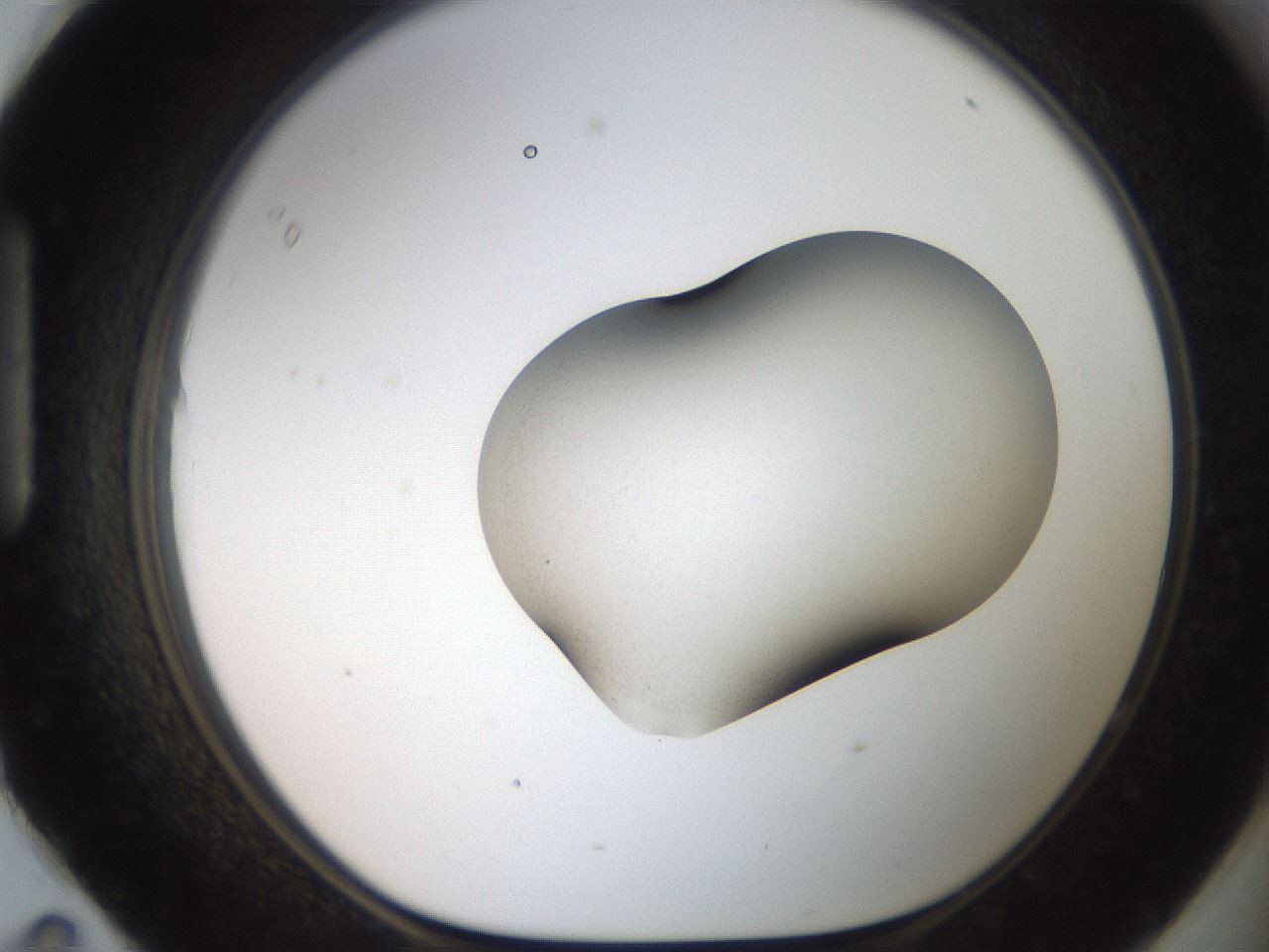 folderID662_plateID3662_batchID21987_wellNum95_profileID1_d1_r329645_ef.jpg