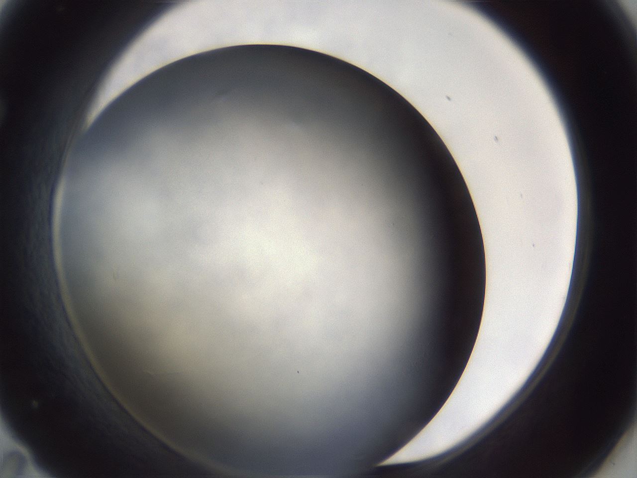 folderID663_plateID3663_batchID22427_wellNum71_profileID1_d1_r326909_ef.jpg