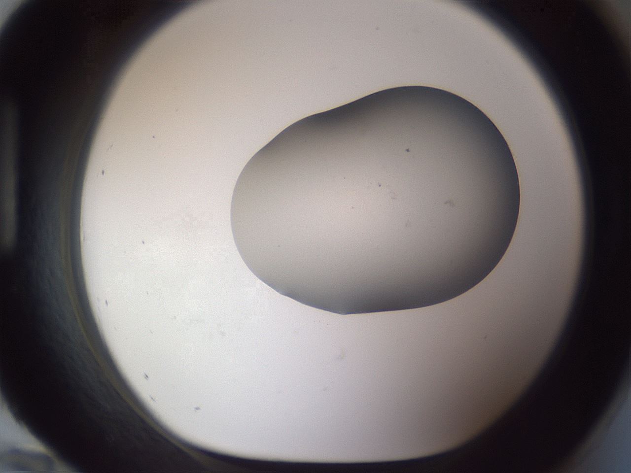 folderID664_plateID3664_batchID22430_wellNum96_profileID1_d1_r327343_ef.jpg