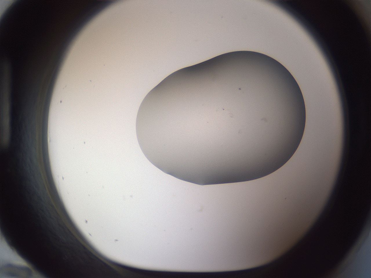 folderID664_plateID3664_batchID22212_wellNum96_profileID1_d1_r327343_ef.jpg