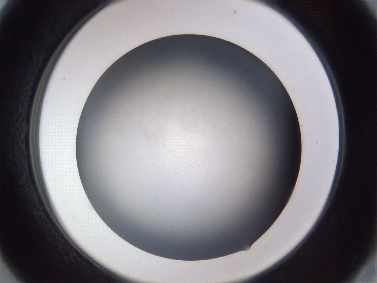 folderID667_plateID3667_batchID22444_wellNum13_profileID1_d2_r330442_ef.jpg