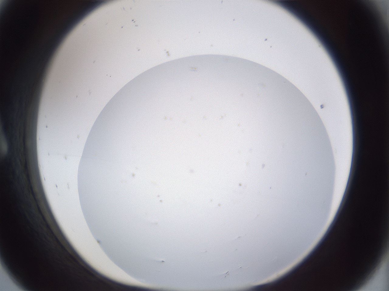 folderID668_plateID3668_batchID22435_wellNum8_profileID1_d1_r329279_ef.jpg