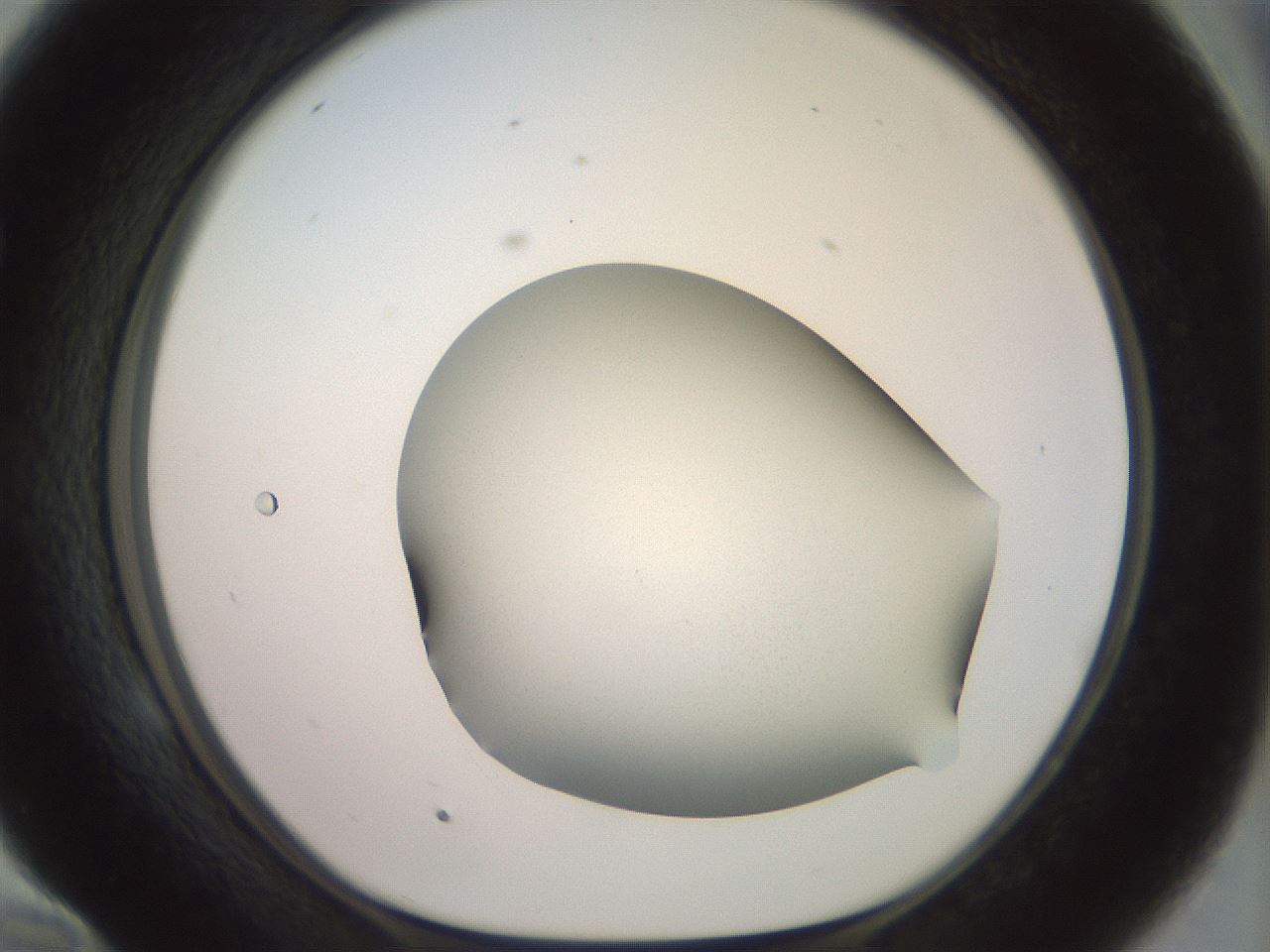 folderID670_plateID3670_batchID21931_wellNum58_profileID1_d1_r326499_ef.jpg