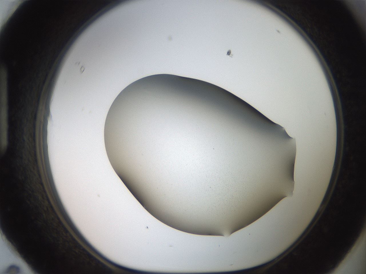 folderID680_plateID3680_batchID21888_wellNum95_profileID1_d1_r326189_ef.jpg