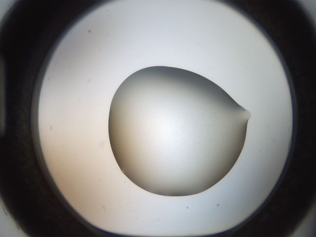 folderID680_plateID3680_batchID21918_wellNum93_profileID1_d1_r326185_ef.jpg