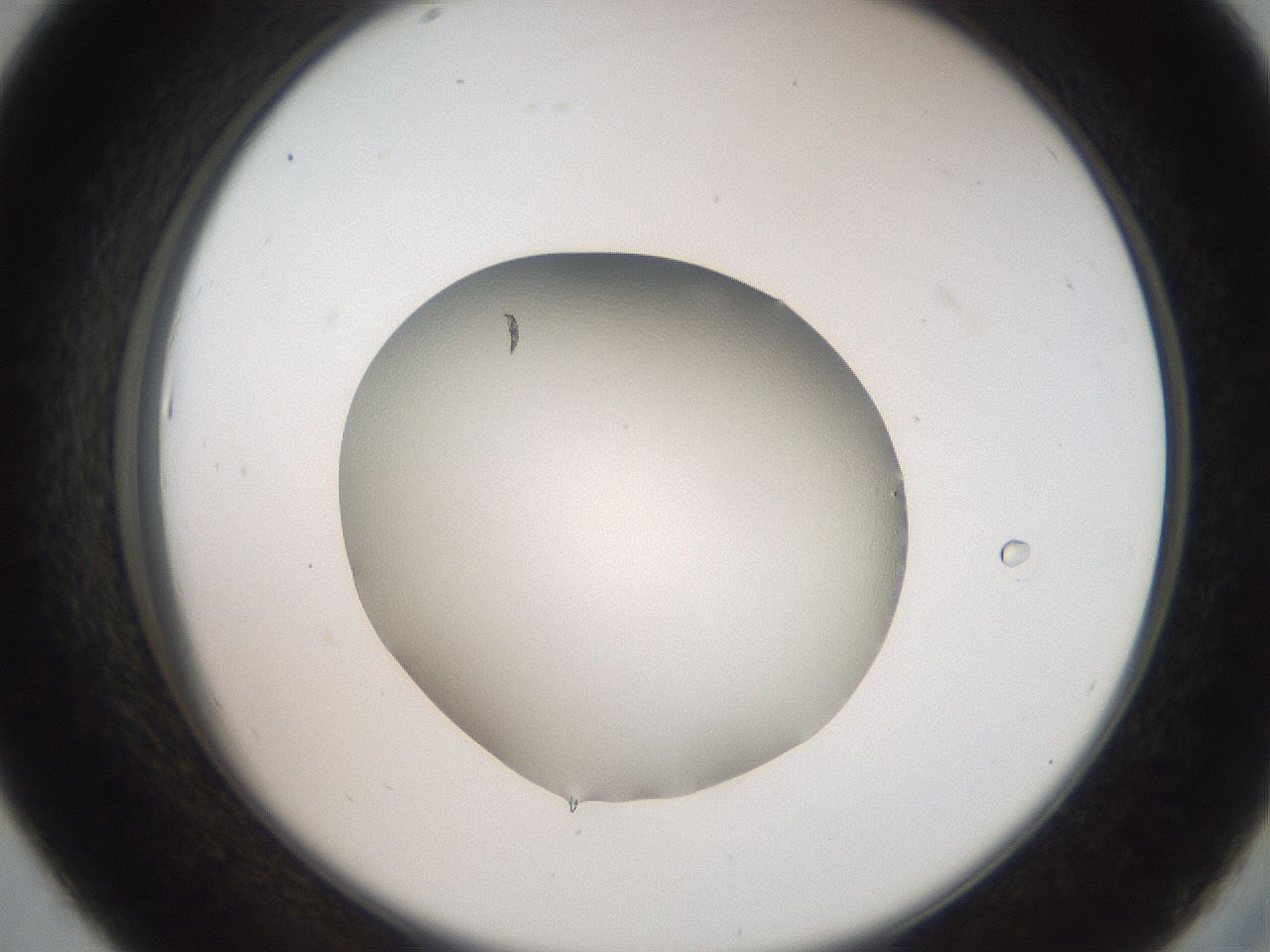 folderID680_plateID3680_batchID21972_wellNum43_profileID1_d2_r326086_ef.jpg