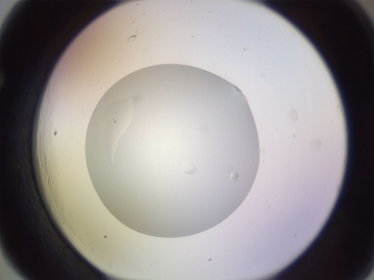 folderID683_plateID2683_batchID13604_wellNum66_profileID1_d1_r217321_ef.jpg