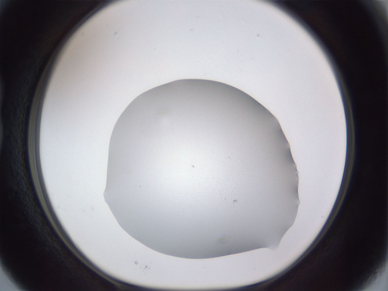 folderID683_plateID3683_batchID22342_wellNum15_profileID1_d1_r325645_ef.jpg