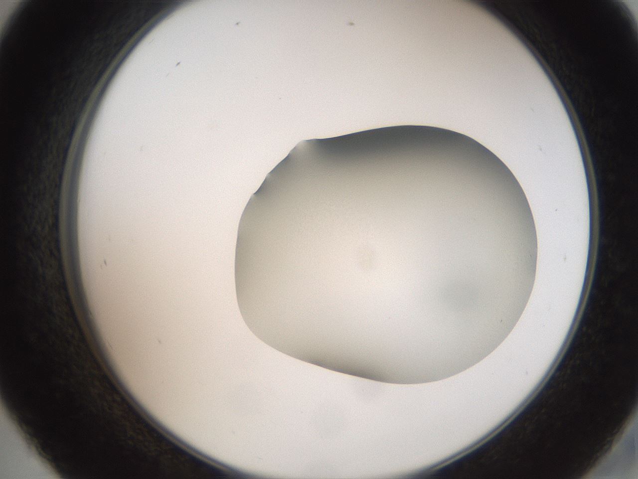 folderID684_plateID3684_batchID22239_wellNum45_profileID1_d2_r325130_ef.jpg