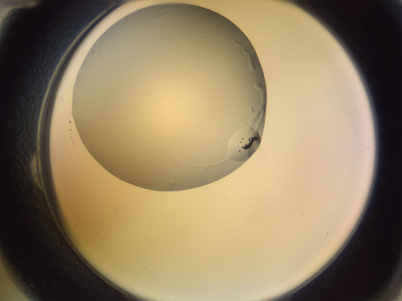 folderID685_plateID2685_batchID13785_wellNum24_profileID1_d2_r218390_ef.jpg