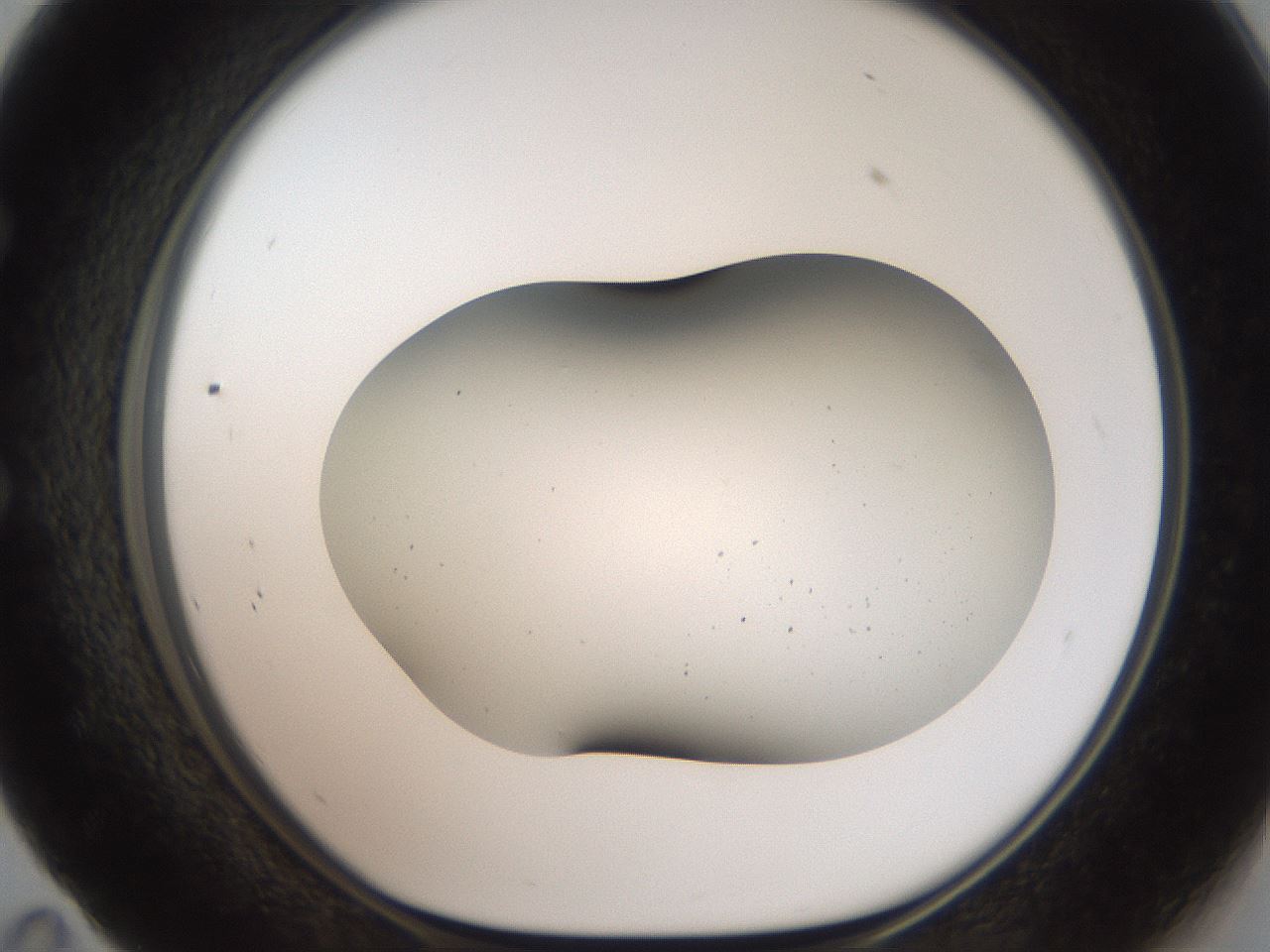folderID684_plateID3684_batchID21883_wellNum59_profileID1_d1_r325157_ef.jpg