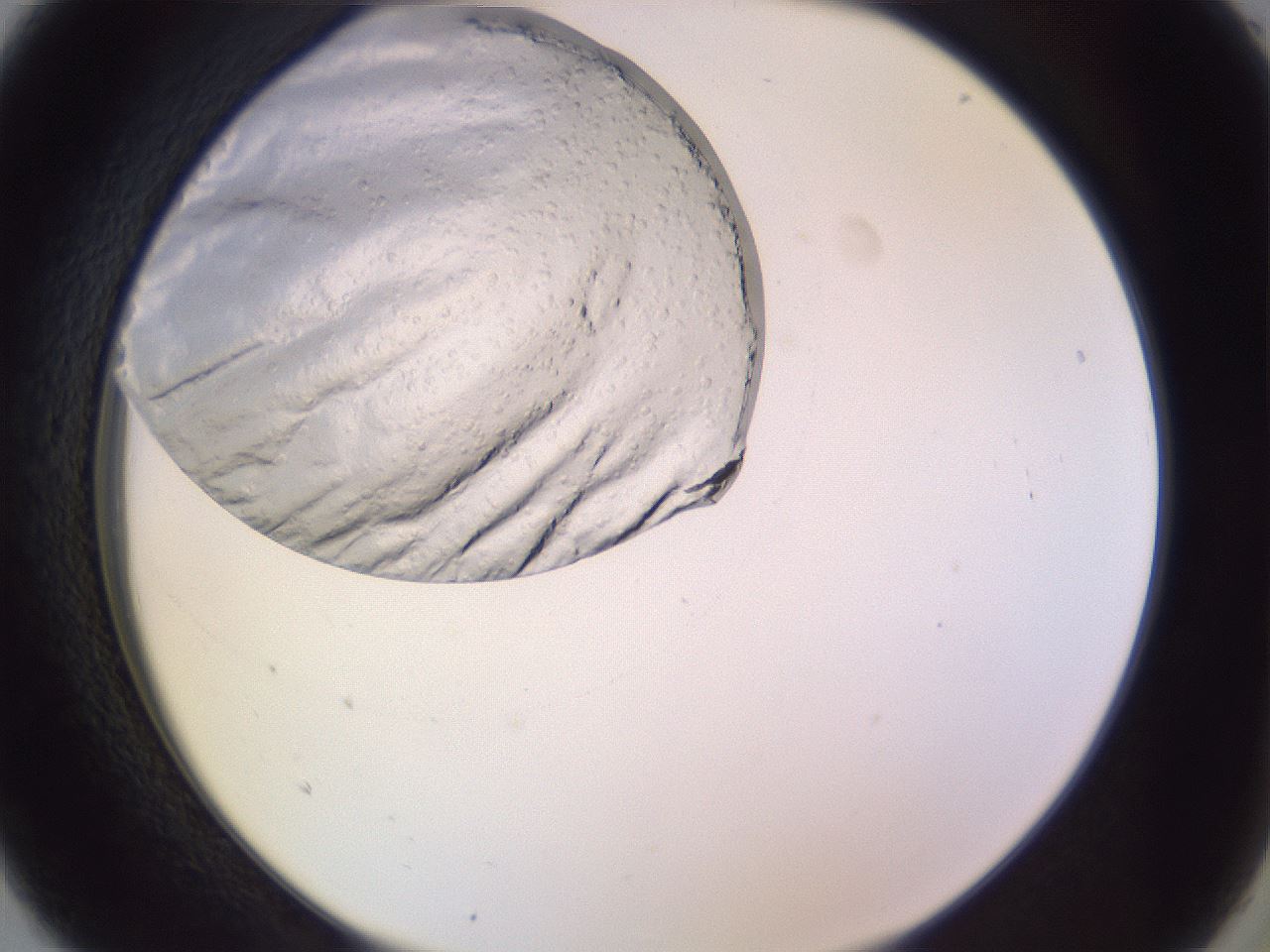 folderID685_plateID2685_batchID13655_wellNum5_profileID1_d2_r218352_ef.jpg