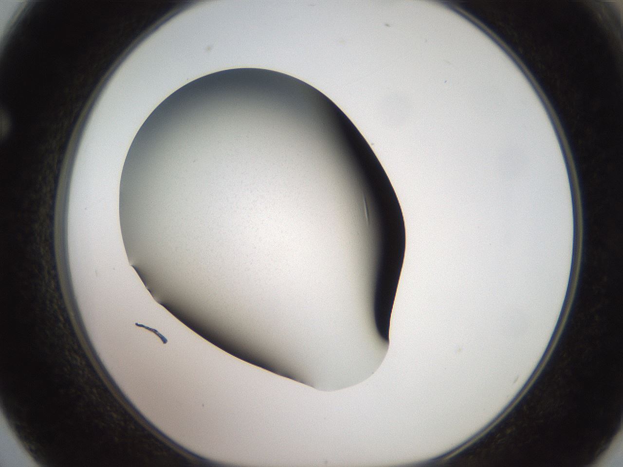 folderID686_plateID3686_batchID22336_wellNum62_profileID1_d1_r324587_ef.jpg
