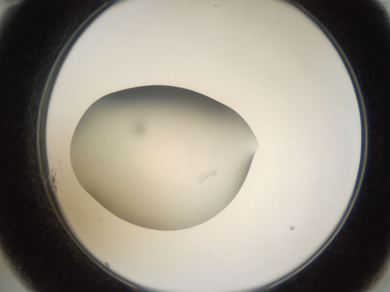 folderID68_plateID1068_batchID3218_wellNum11_profileID1_d2_r54154_ef.jpg